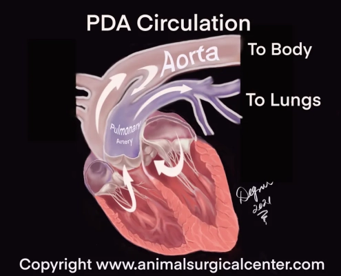خدمات ویژه آمبولانس خصوصی سفیر حیات | انتقال ایمن بیماران اورژانسی و مراقبتهای ویژه در تهران، کرج و سراسر ایران با تجهیزات مدرن